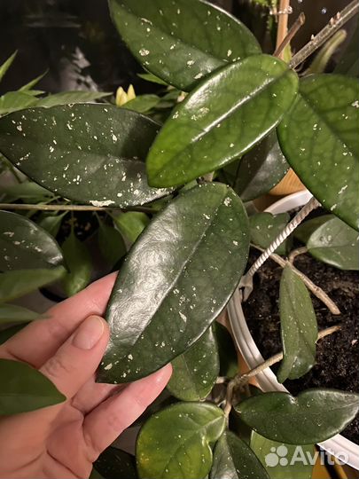 Хойя Карноза,Кактус Цереус и Питахайя