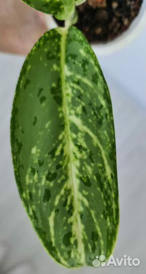 Аглаонема, папоротник, диффенбахия рефлектор