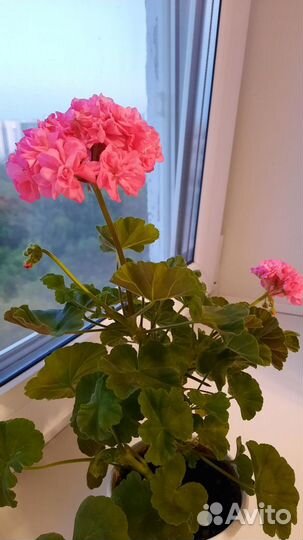 Пеларгония герань ярко розовая