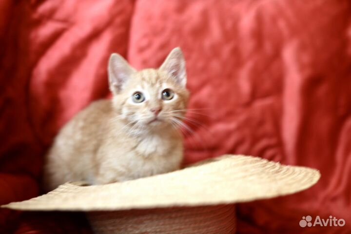 Рыжий котенок ищет дом