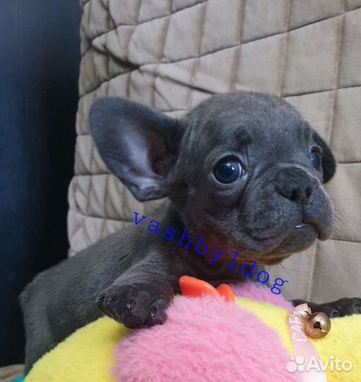 Французский бульдог, голубая девочка