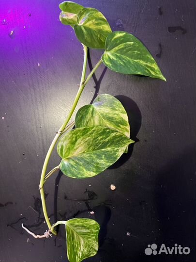 Хлорофитум. Сциндапсус эпипремнум