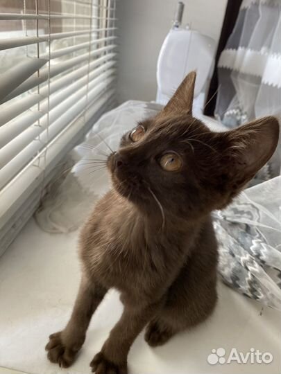 Котенок в дар