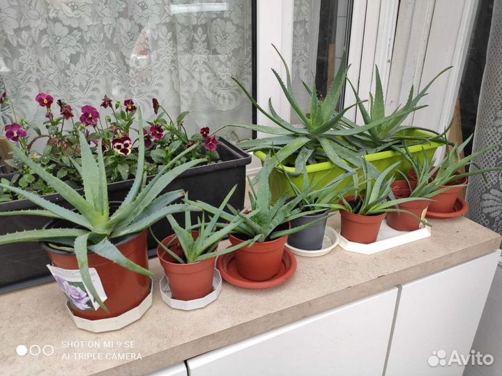 Цветок алоэ вера