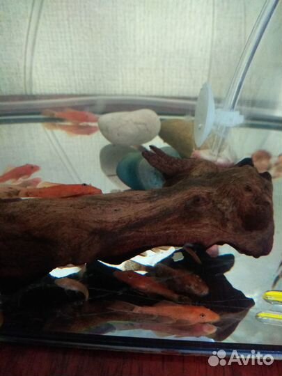 Номерные сомы, анциструсы