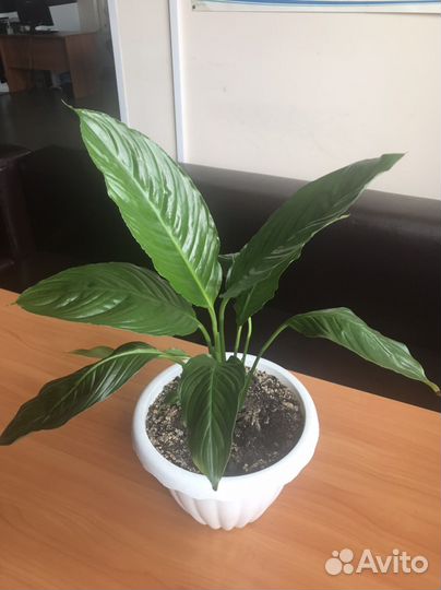 Спатифиллум