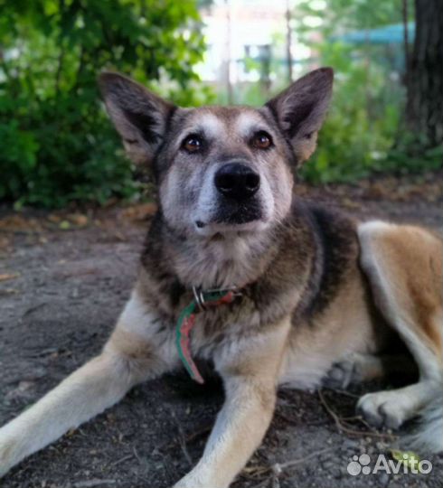 Взрослая собака ищет дом