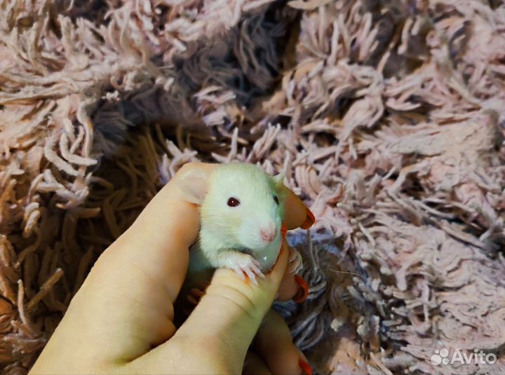 Декоративная крыса