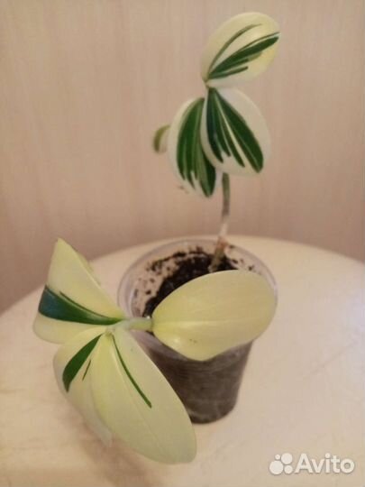 Костус вар,альпиния, филодендрон, эпипремнум