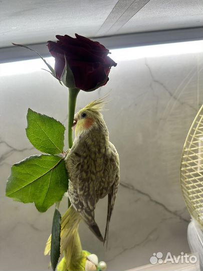 Попугай корелла с клеткой