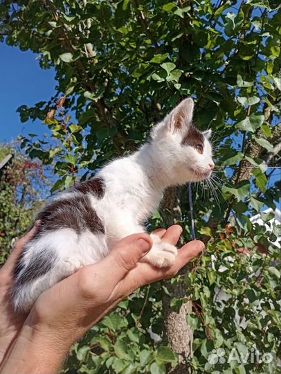 Котята бесплатно