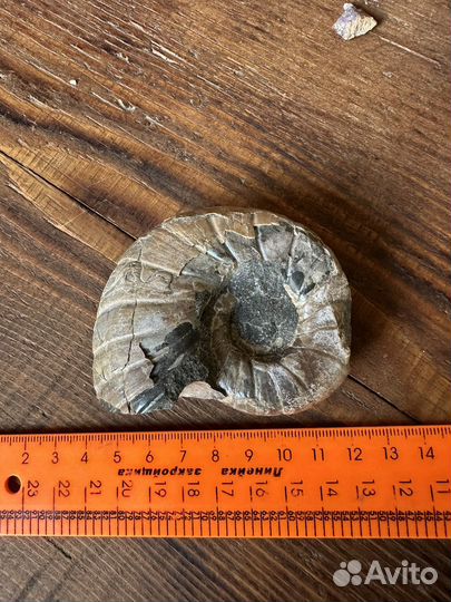 Аммонит окамелость