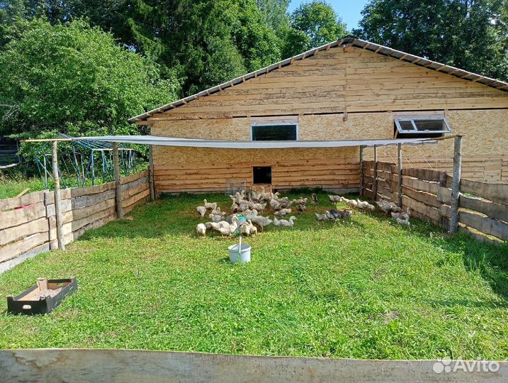 Гуси-гусята.Куры-цыплята. Бройлеры