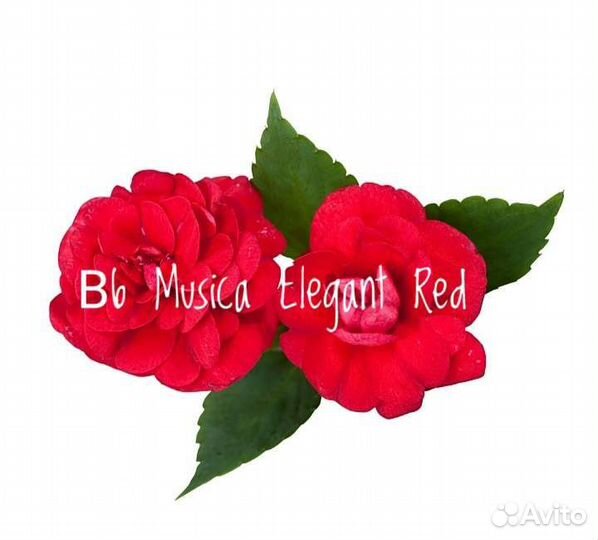 Бальзамин Уоллера Musica Elegant Red