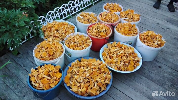 Брусника,Лисички