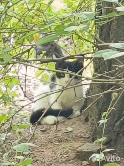 Пристройство котят