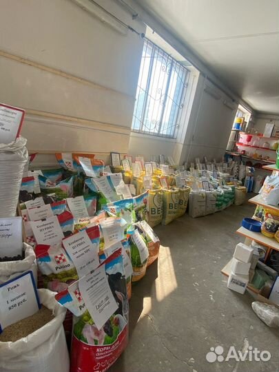 Белая пшеница