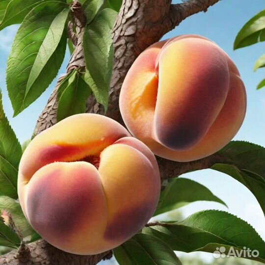 Саженцы персика