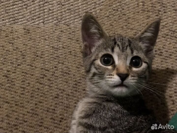 Кошка в добрые руки