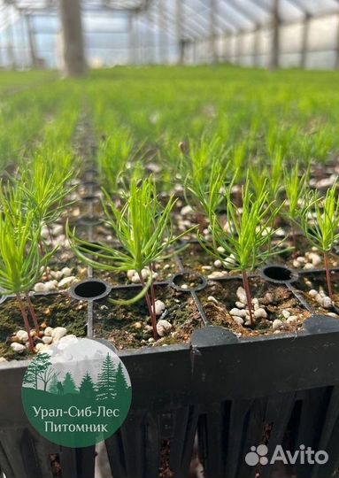 Зкс и окс Сосна Ель Лиственница сеянцы Голуб горн