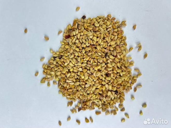 Шиповник / Семечки шиповника