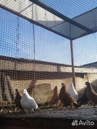 Продажа голубей