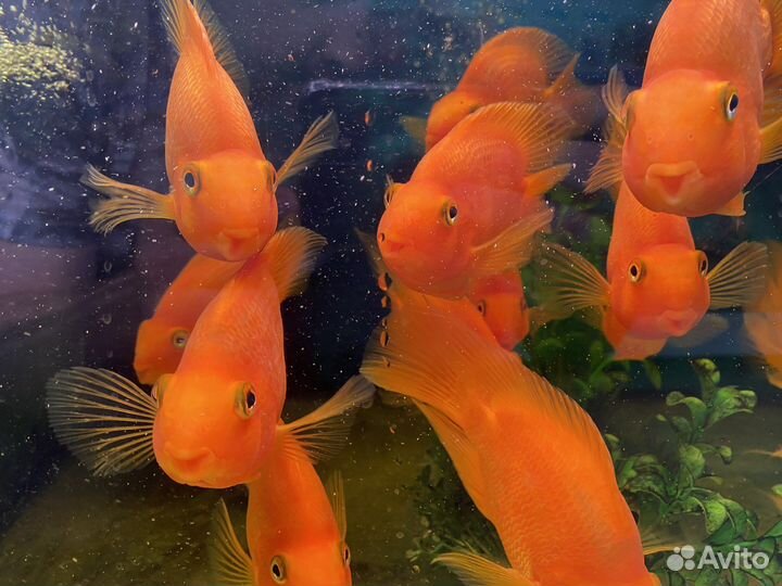 Рыбка Попугай