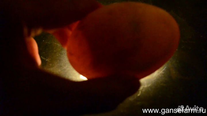 Гусиное,индюшиное яйцо на инкубацию
