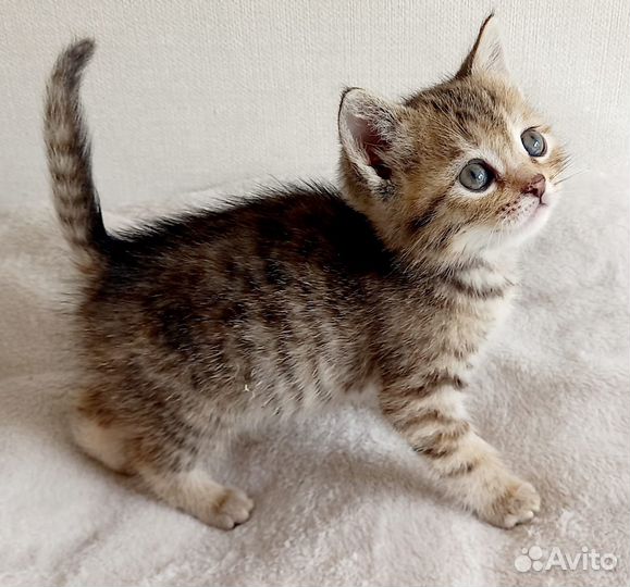 Девочка 1,5 мес