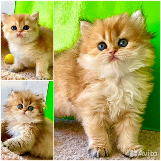 Чистокровные няшечки британцы в золотых шубках