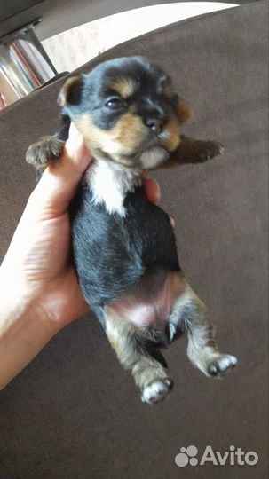 Йоркширский терьер Миники