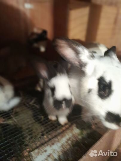 Продаются кролики