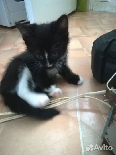 Котенок в дар бесплатно