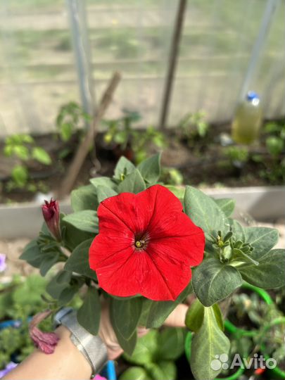 Петуния ампельная