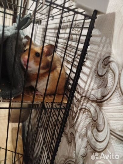 Серийский хомяк