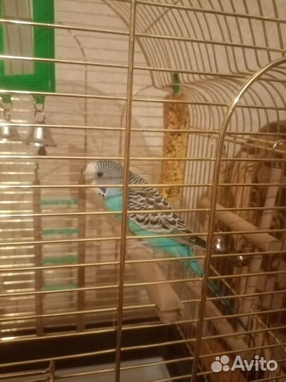 Волнистый попугай с клеткой