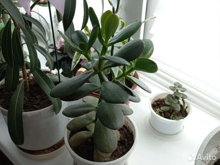 Толстянка (денежное дерево)