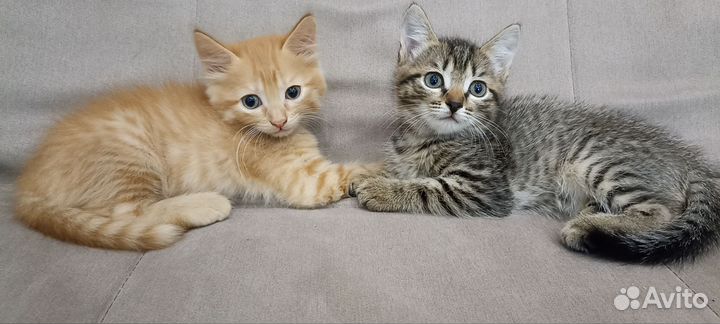 Котята в добрые руки бесплатно, мальчик и девочка