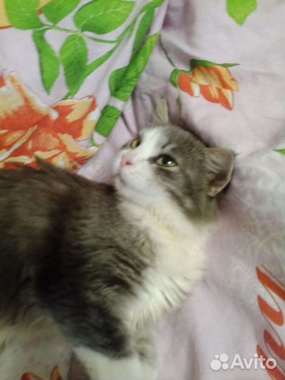 Кошка Василиса