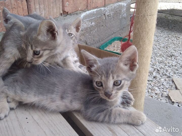 Котята