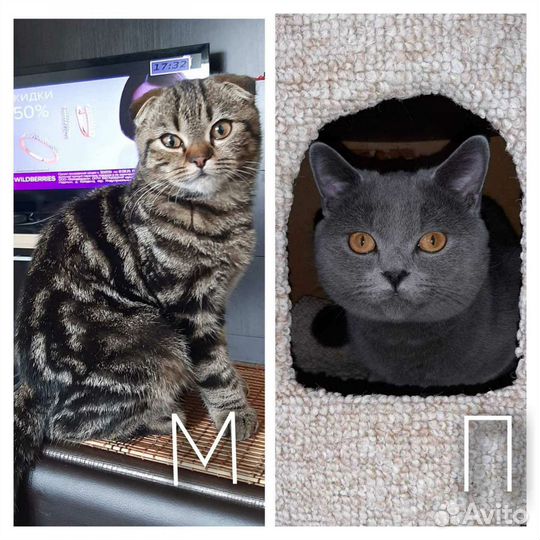 Шотландские котята