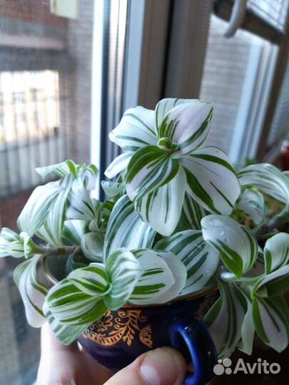 Традесканция зебрина и триколор