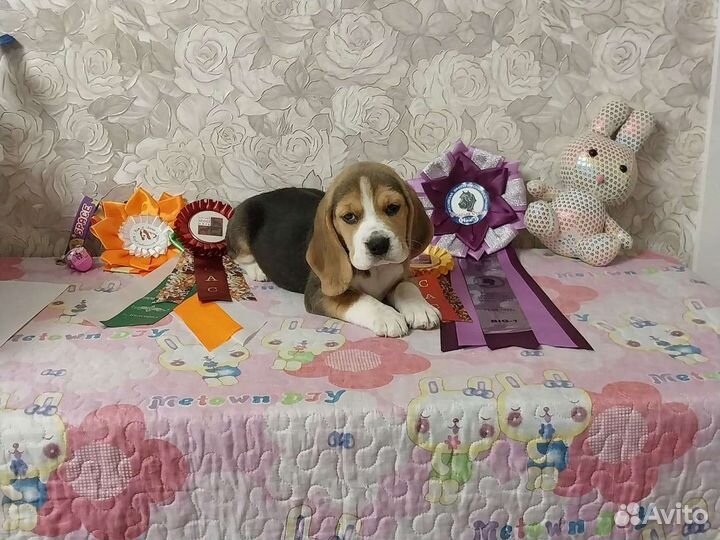 Щенки бигль