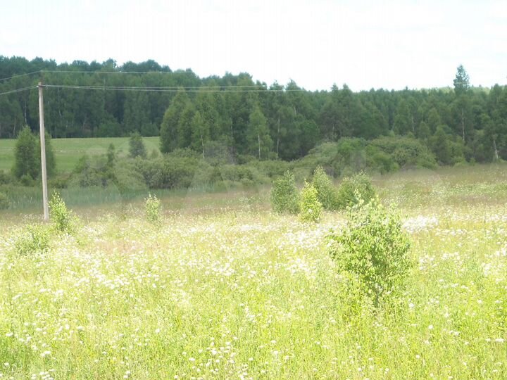 Участок 1,5 га (ИЖС)