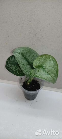 Сциндапсус