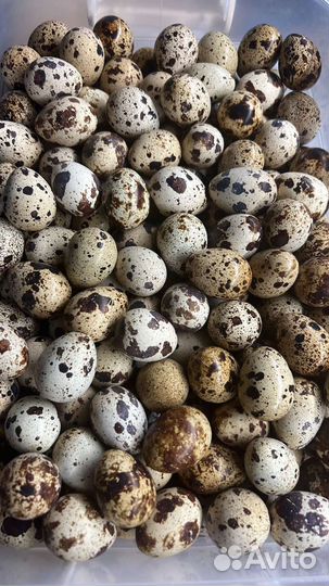 Яйца перепелиные домашние