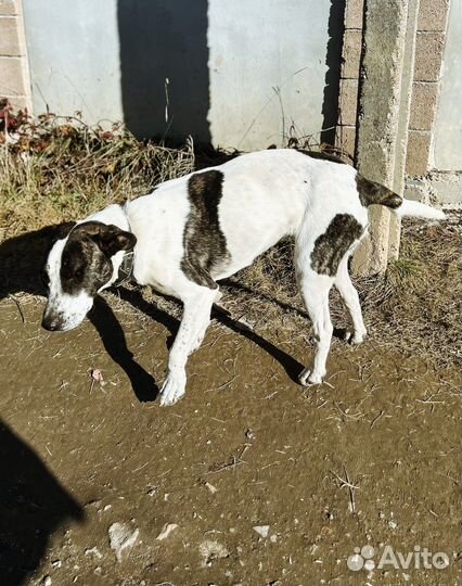 Метис стаффа