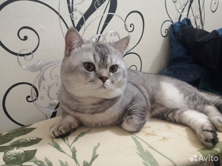 Шотландский кот вязка