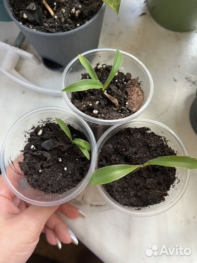 Хлорофитум грин оранж