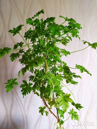 Герань душистая